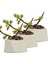 Mini Çiçek Saksı Küçük Sukulent Kaktüs Saksısı 3'lü Set Mini Poly 2 1