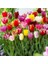 10'lu 10 Farklı Renk Mix Tulip Seed Lale Tohumu + 10'lu Kırmızı Papatya Çiçek Tohumu 1