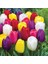 100'lü 10 Farklı Mix Tulip Seed Lale Tohumu + 10'lu Kırmızı Küpe Çiçek Tohumu 1