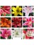 25'li 10 Farklı Renk Mix Tulip Seed Lale Tohumu + 10'lu Kırmızı Zambak Çiçek Tohumu 4