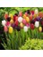 100'lü 10 Farklı Mix Tulip Seed Lale Tohumu + 10'lu Kırmızı Zambak Çiçek Tohumu 1
