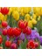 10'lu 10 Farklı Renk Mix Tulip Seed Lale Tohumu + 10'lu Kırmızı Begonya Çiçek Tohumu 1
