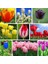 10'lu 10 Farklı Renk Mix Tulip Seed Lale Tohumu + 10'lu Kırmızı Begonya Çiçek Tohumu 1