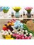 50'li 10 Farklı Mix Tulip Seed Lale Tohumu + 10'lu Kırmızı Gül Çiçek Tohumu 1