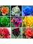 50'li 10 Farklı Mix Tulip Seed Lale Tohumu + 10'lu Kırmızı Gül Çiçek Tohumu 4