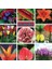 10'lu 10 Farklı Renk Mix Tulip Seed Lale Tohumu + 10'lu Kırmızı Zambak Çiçek Tohumu 2