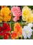 50'li 10 Farklı Mix Tulip Seed Lale Tohumu + 10'lu Kırmızı Begonya Çiçek Tohumu 4