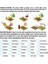 50'li 10 Farklı Mix Tulip Seed Lale Tohumu + 10'lu Kırmızı Begonya Çiçek Tohumu 5