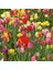 100'lü 10 Farklı Mix Tulip Seed Lale Tohumu + 10'lu Kırmızı Papatya Çiçek Tohumu 1