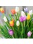 50'li 10 Farklı Mix Tulip Seed Lale Tohumu + 10'lu Kırmızı Antoryum Çiçek Tohumu 1