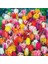 10'lu 10 Farklı Renk Mix Tulip Seed Lale Tohumu + 10'lu Kırmızı Antoryum Çiçek Tohumu 1