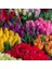 50'li 10 Farklı Mix Tulip Seed Lale Tohumu + 10'lu Kırmızı Antoryum Çiçek Tohumu 1