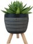 Echeveria Agavoides Siyah Damla Saksıda 1