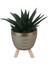 Gasterhaworthia Royal Princes Gold Damla Saksıda 1