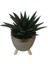 Gasterhaworthia Royal Princes Gold Damla Saksıda 2