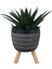 Gasterhaworthia Royal Princes Siyah Damla Saksıda 1