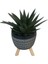 Gasterhaworthia Royal Princes Siyah Damla Saksıda 2