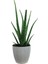 Aloe Vera Bitkisi Beyaz Sümela Saksıda 1