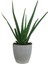 Aloe Vera Bitkisi Beyaz Sümela Saksıda 2