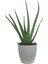 Aloe Vera Bitkisi Beyaz Sümela Saksıda 3