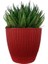 Aloe Cristata Kırmızı Sümela Saksıda 2