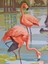 Dere Flamingo Dıy Elmas Mozaik Tablo Mozaik Puzzle 30X40 Cm (Yurt Dışından) 1