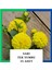 Yıldız Çiçeği (Dahlia) Soğanı/yumrusu - Sarı 1 Yumru (25 Adet) 3