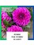 Yıldız Çiçeği (Dahlia) Soğanı/yumrusu - Pembe 1 Yumru (10 Adet) 2