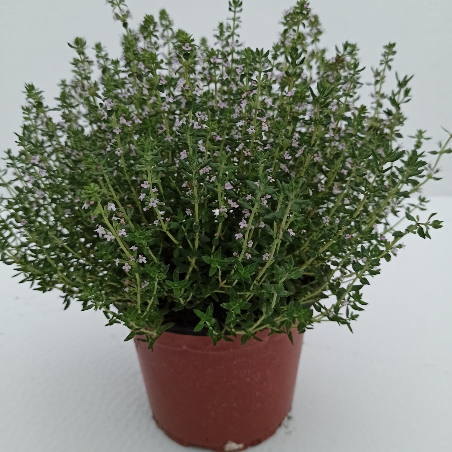 Uzay Bahçesi Kekik Bitkisi Thyme Fiyatı Taksit Seçenekleri