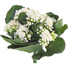 Armenbotanik Kalanchoe - Kalanşo Çiçeği Beyaz Çiçekli