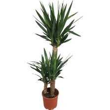 Armenbotanik 3'lü Yukka Bitkisi 150 cm