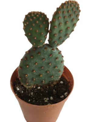 Armenbotanik Opuntia Microdays Kırmızı Dikenli- Tavşan Kulağı Kaktüsü