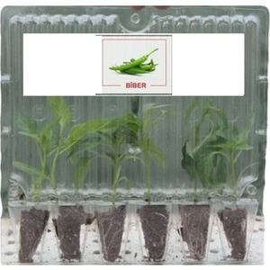 Fide Sepeti ÇARLİSTON BİBER FİDESİ (6LI Ambalaj)