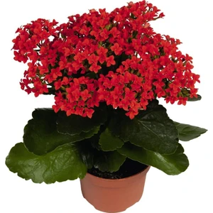 Armenbotanik Kalanchoe - Kalanşo Çiçeği Kırmızı Çiçekli