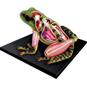 4D Master  Kurbağa Anatomi Model