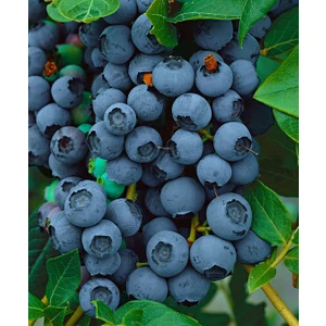 Bursa Tarım Brigitta Yaban Mersini Fidanı Mavi Yemiş Blueberry