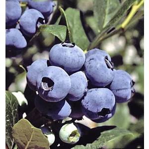 Bursa Tarım Chanticleer  Yaban Mersini Fidanı Mavi Yemiş Blueberry
