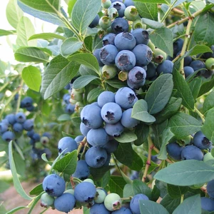Bursa Tarım Bluecrop Yaban Mersini Fidanı Mavi Yemiş Blueberry