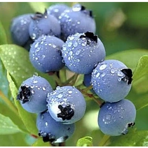 Bursa Tarım Duke Yaban Mersini Fidanı Mavi Yemiş Blueberry