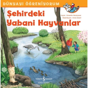 Şehirdeki Yabani Hayvanlar Dünyayı Öğreniyorum - Annette Neubauer