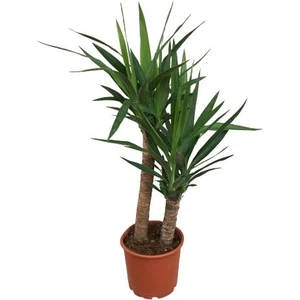 2'li Yukka Bitkisi 100 cm