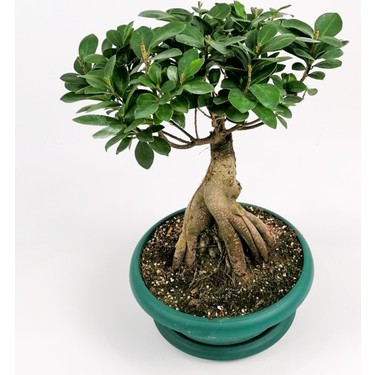 Bonsai Agaci Satin Al En Guzel Bonsai Agaclari