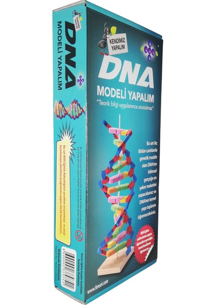 Dna Modeli Yapalım Deney Seti