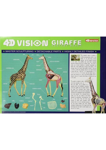 Zürafa Anatomi Modeli
