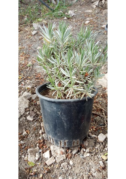 Natural Lavanta Fidanı Saksıda Lavanta Fidesi