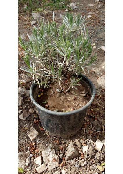 Natural Lavanta Fidanı Saksıda Lavanta Fidesi