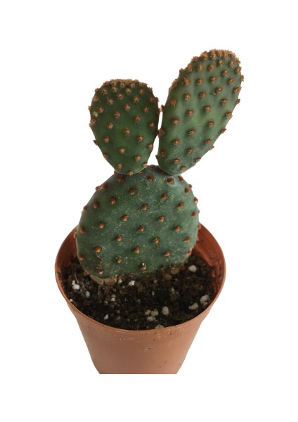 Opuntia Microdays Kırmızı Dikenli- Tavşan Kulağı Kaktüsü