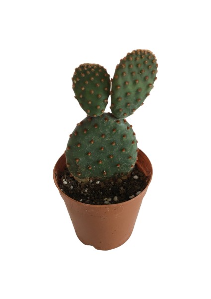 Opuntia Microdays Kırmızı Dikenli- Tavşan Kulağı Kaktüsü