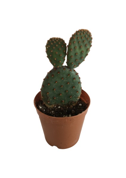 Opuntia Microdays Kırmızı Dikenli- Tavşan Kulağı Kaktüsü