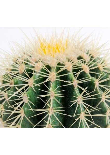 Echinocactus Grusonii-Ekinoks Kaktüs-14 Cm Çap fırsatları